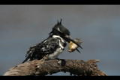 Pied kingfisher with fish