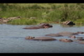 Hippo raft