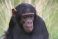 Chimpanzee ( Chimp Eden)